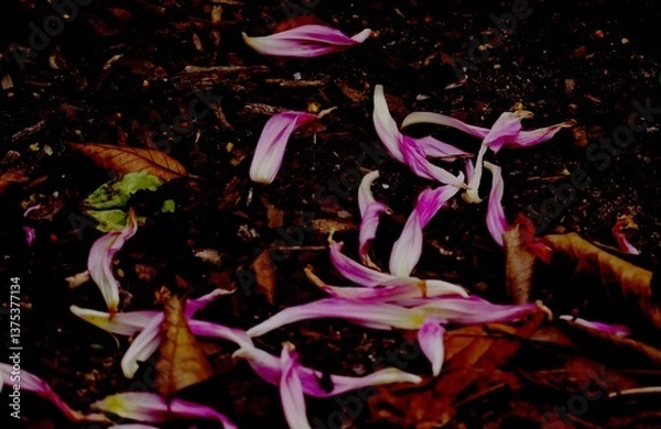 Fototapeta A picture with different sharpness and blurring areas. Pink purple fell dahlia petals on dark mulched soil.