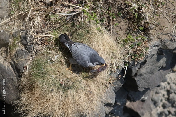 Fototapeta ハヤブサ,ハヤブサ目,ハヤブサ科,ハヤブサ属