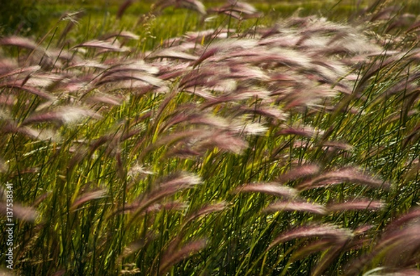 Obraz Wehendes Gras