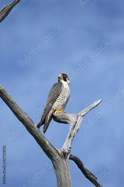 Fototapeta ハヤブサ,ハヤブサ目,ハヤブサ科,ハヤブサ属