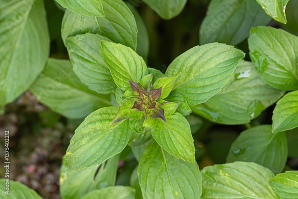 Fototapeta Closeup Thai basil, anise basil or licorice basil (Ocimum basilicum) purple stem 