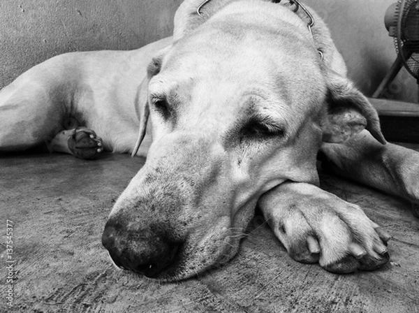 Fototapeta waiting dog