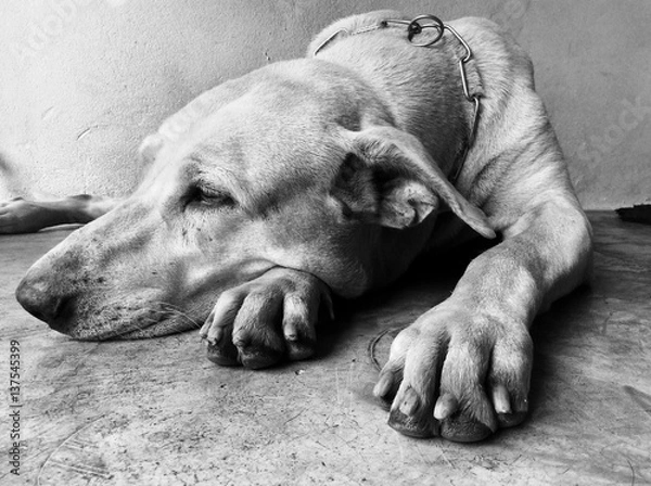 Fototapeta waiting dog