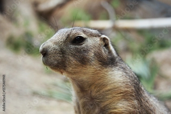 Obraz Close up of a marmot head and shoulders. Single marmot looking to the left profile. Portrait of a wild marmot in detail. Marmot face and upper body close-up. Detailed view of a marmot's features