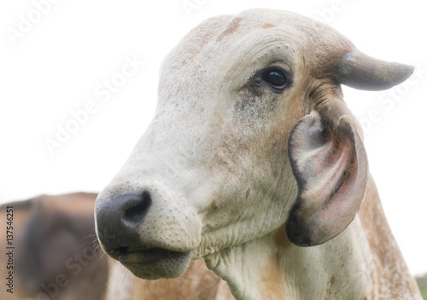 Fototapeta Portrait of a cow