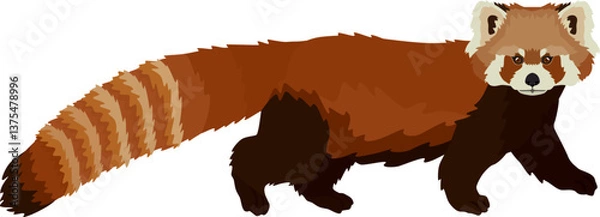 Fototapeta Red panda Flat vector illustration Isolated object.eps
