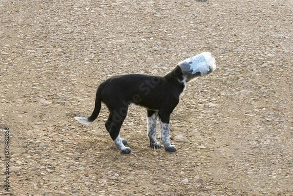 Fototapeta Dog with Head Stuck in a Plastic Bottle Wandering on Gravel Ground