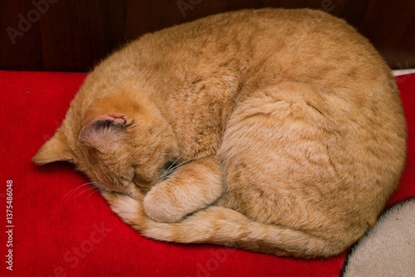Obraz Ginger cat sleeping on red background. Red cat lying on the bed
