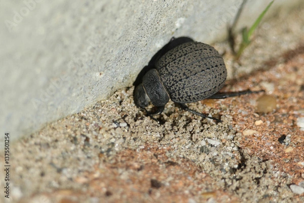 Fototapeta A Darkling Beetle, Pimelia, walking along a sandy path.