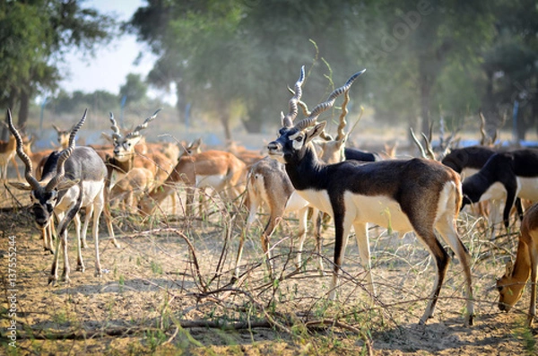 Obraz Rare Black Buck Antelope Grazing in the field 