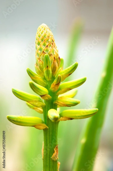 Obraz Macro photo of Aloe Vera flower buds that are about to bloom. Aloe barbadensis miller