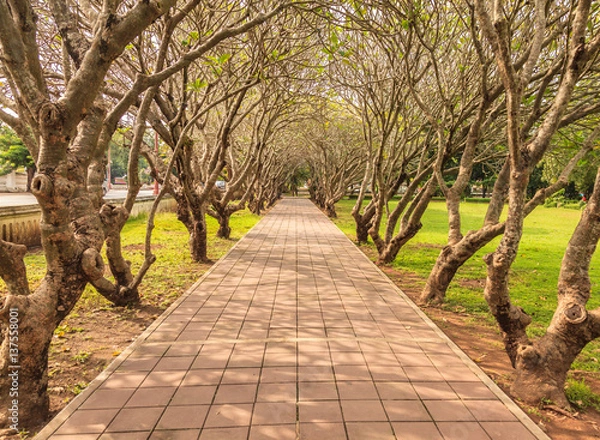 Fototapeta tree tunnel