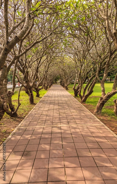 Fototapeta Tree Tunnel