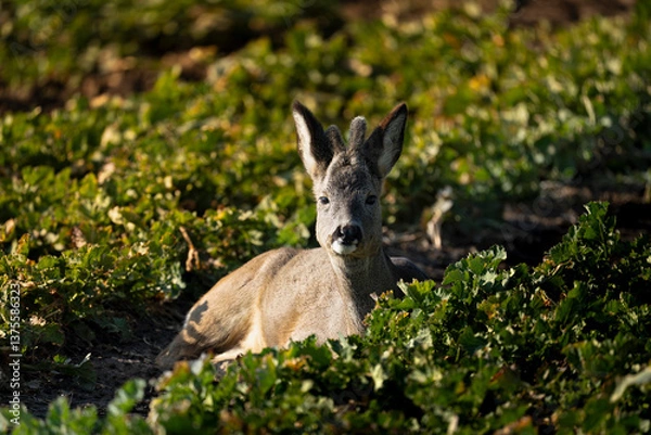Obraz dear in the field