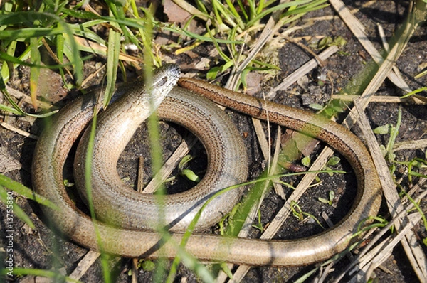 Obraz Blindschleiche - Schlange