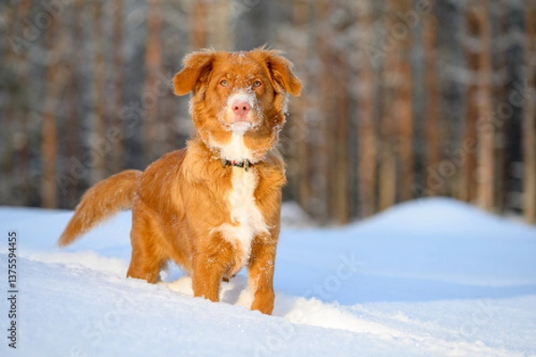 Obraz nova Scotia retriever dog portrait in wintertime