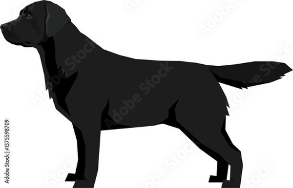 Fototapeta Black Labrador Retriever Vector illustration Isolated object.eps