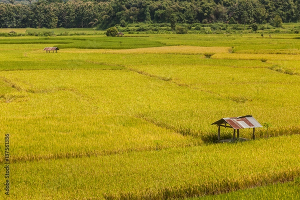 Fototapeta  Hut in the rice field