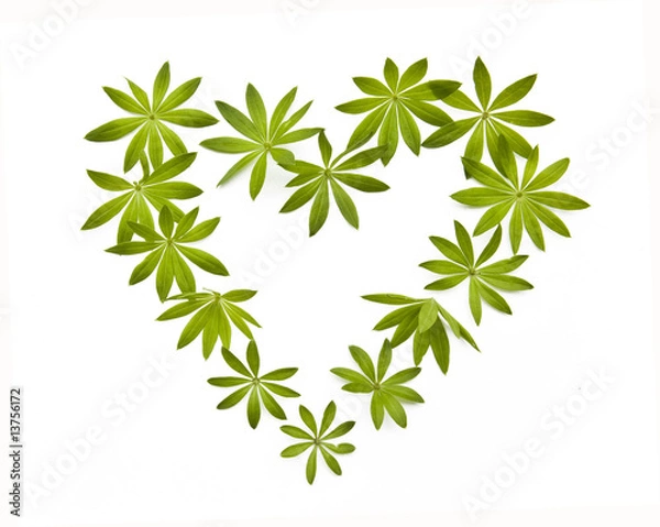 Obraz waldmeister in herzform