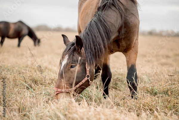 Fototapeta Horses graze in peaceful tranquility, moving slowly across green pasture. Tranquility fills the rural scene as the herd enjoys open fields, embodying the essence of countryside serenity and freedom