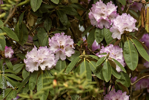 Obraz Rhododendron campanulatum, the bell-flowered rhododendron or bell rhododendron, is a species of flowering plant in the family Ericaceae, in botanic garden in geneva