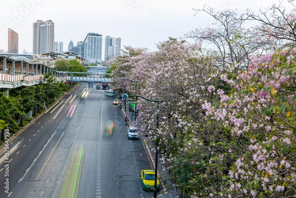 Fototapeta Chatuchak Park during Tabebuia rosea in full bloom.