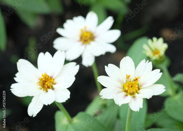 Obraz white flower in garden