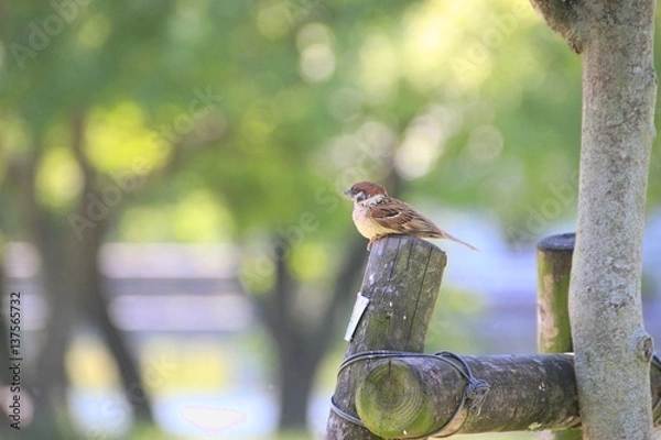 Obraz 新緑の公園 