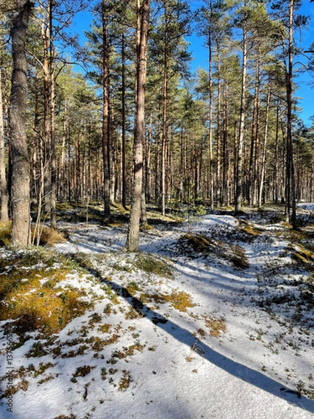 Fototapeta Pine forest in sunlight on spring day, with ground still covered in snow. Snow is melting, creating patches of exposed earth