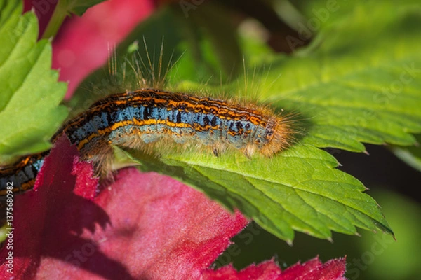 Obraz The closeup of blue and orange caterpillar of ground lackey on colorful red and green leaves in the garden
