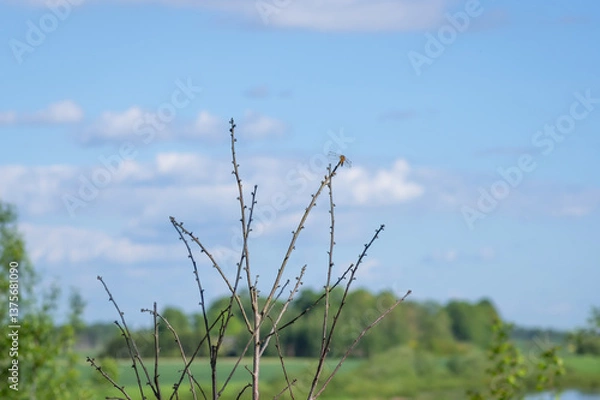Obraz Dragonfly perched on top of tree branches against blue sky