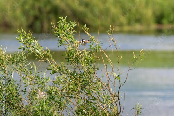 Obraz Common reed bunting landing on the branch of willow tree on the river bank