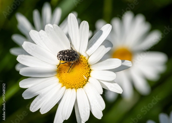 Obraz The closeup of white spotted rose beetle perched on the daisy flower