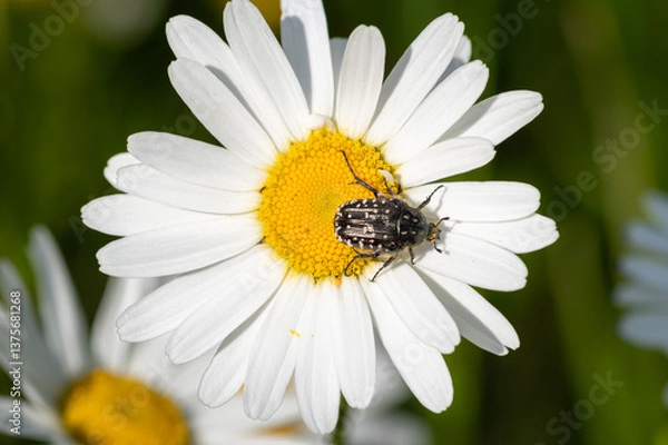 Obraz The closeup of white spotted rose beetle perched on the daisy flower