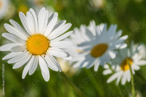 Obraz Daisy flowers in the meadow