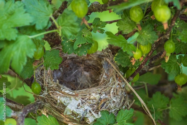 Obraz Closeup of the empty nest of a small bird in a green gooseberry bush