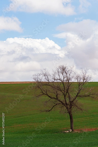 Fototapeta A lonely tree in the field against a cloudy sky.