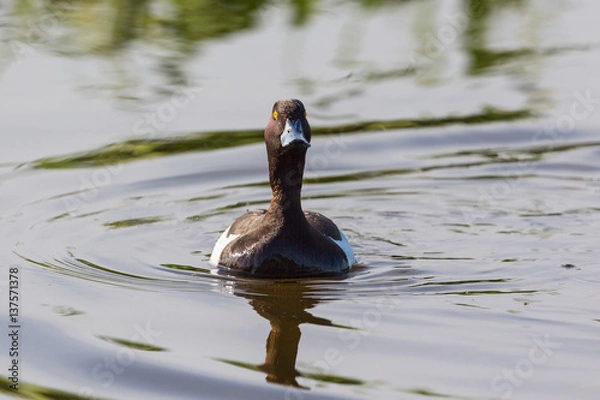 Fototapeta Tufted duck