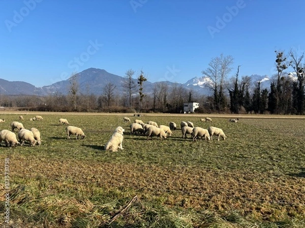 Fototapeta sheep in the field