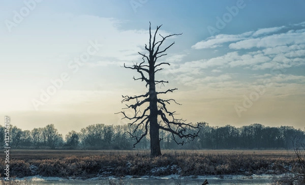 Obraz OAK 1