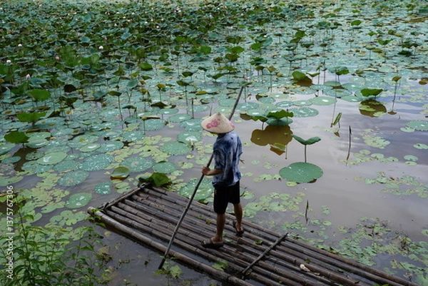 Fototapeta A man rows a boat to collect lotus flowers in a pond.
