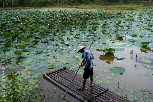 Fototapeta A man rows a boat to collect lotus flowers in a pond.