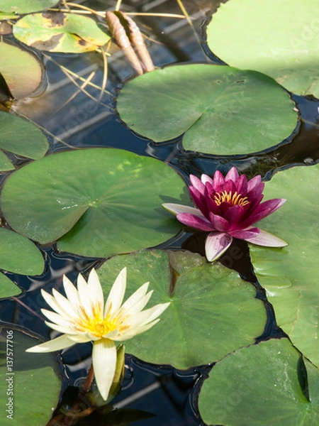 Fototapeta lotus in the pond
