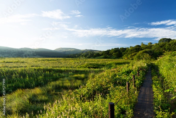 Obraz 長野県下諏訪町　夏の八島ヶ原湿原