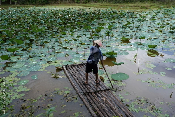 Fototapeta A man rows a boat to collect lotus flowers in a pond.