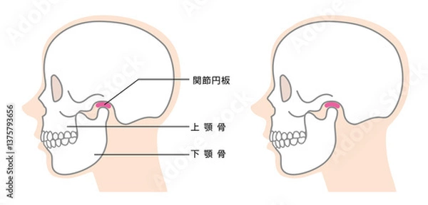 Fototapeta 顎の構造説明イラスト