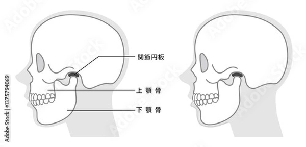 Fototapeta 顎の構造説明イラスト　モノトーン