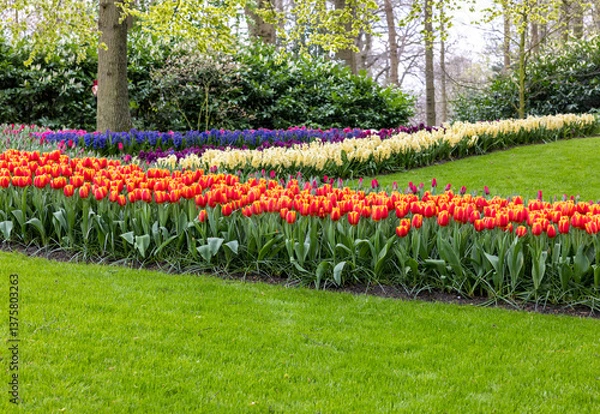 Obraz Colorful flowers in the Keukenhof Garden in Lisse, Holland, Netherlands.