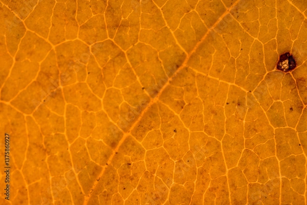 Fototapeta Background of yellow leaves in autumn with details of rotting areas horizontally