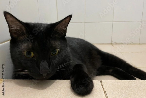 Fototapeta Portrait of black domestic chubby Cat lying down side ways on marble floor, in front of room at home, looking around with yellow eyes.
